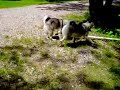 Elkhound pipe pushing