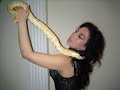 snake show-y?lan show-pyton-piton