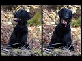Flat Coated Retriever