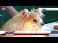 Dog Becomes a Celebrity After Eating Diamonds