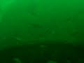 New Jersey Video