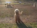 Happy komondor, jumping like a puli ;o) Happy komondor, jumping like a puli ;o)