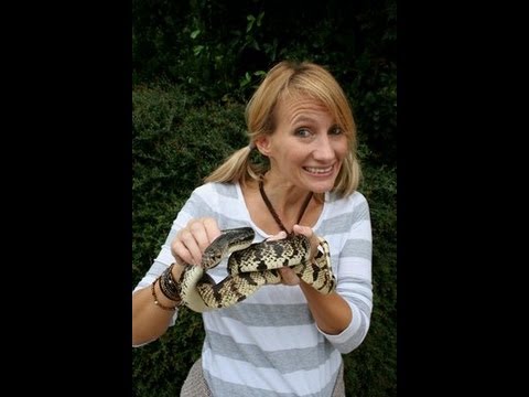reptileshowtexasstyle - Reptile show Texas Style. We head to the big reptile show in Texas in this weeks show. Tons of cool snakes, lizards, tortoises and amphibians to show you guy...
