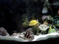 aquario montado a 2 anos 