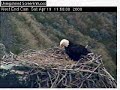 West End Fostering Part 2 The Eaglet Comes Home Apr 19, 2008