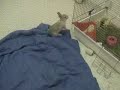 sauts lapin