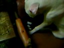 dogo asesino?