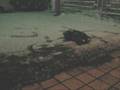 videos de Leopard 2A6 R/C 1:24