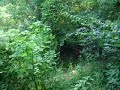 chicken hunting
