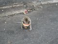 A monkey eating watermellon