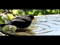 blackbird bathing