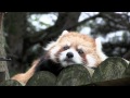 レッサーパンダ ココのリラックスタイム~ Red Panda レッサーパンダ