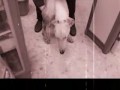 Sofía está muerta - Sofía is dead Sofía está muerta - Sofía is dead