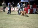 ESPECIALIZADA DOGO DE BURDEOS MAYO 2008 MEXICO D.F. CCDDB ESPECIALIZADA DOGO DE BURDEOS MAYO 2008 MEXICO D.F. CCDDB