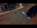 Click here to watch this video Doggys Christmas