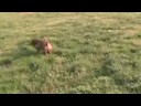 Bernie al parco