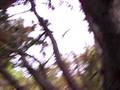 foca en el arbol