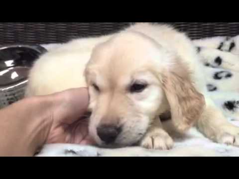 Light cream, Stud! Golden puppy