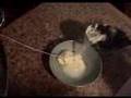 How to turn milk into mozzarella cheese