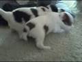videos de Jan 13 2007 - VID00005