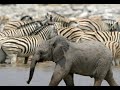 les el�phants dans la savane