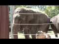 Elephant learns how to play the harmonica