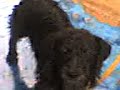 MI PERRITO BLAKY
