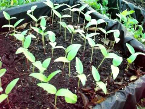 how to grow mung beans