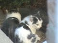 Front Porch Squatters