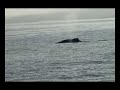 Humpback whales Kona, Hawaii Humpback whales Kona, Hawaii