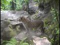 Endangered Amur Leopards Introduced