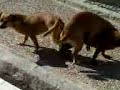 Los tres mosqueperros Los tres mosqueperros