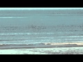 Porthcawl Surf - Video Clips