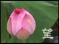 a  lotus in May