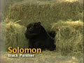 Solomon, Black Panther