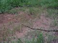 cobra marcelandia parte 2