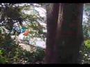 Whytecliff Helicopter Rescue