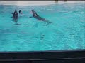 Nau and betty playing with trainer
