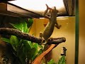 chameleon trioceros mountain really friendly!!! funny!!