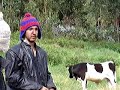 4Litro - Doen�a das vacas loucas