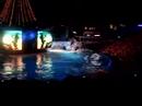 Shamu Rocks Show is Rocking Shamu Rocks Show is Rocking