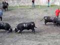 Cow fight Valais