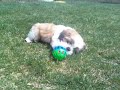 The Cuttest Puppy Ever