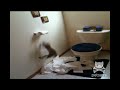 A ferret shreds through an entire roll of toilet paper
