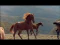 Need to feel Loved - Horses Need to feel Loved - Horses