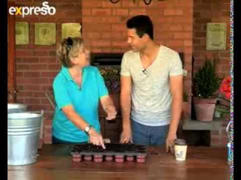 how to harvest clivia seeds