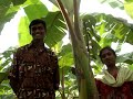 Ecosan- application of urine for banana crop