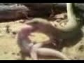 lagartija cenicienta vs lagartija comun 2