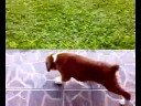 Baby Guiness