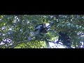 Colobus eating the roof Colobus eating the roof